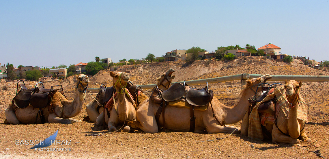 Camel Caravan in the Judean desern 2t - Gensis land